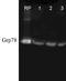 Heat Shock Protein Family A (Hsp70) Member 5 antibody, TA309344, Origene, Western Blot image 