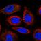Schlafen Family Member 13 antibody, HPA022532, Atlas Antibodies, Immunofluorescence image 