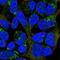 Mitochondrial Ribosomal Protein L20 antibody, HPA047074, Atlas Antibodies, Immunofluorescence image 