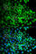 Glutamate Ionotropic Receptor AMPA Type Subunit 3 antibody, A1159, ABclonal Technology, Immunofluorescence image 