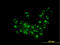 RAB36, Member RAS Oncogene Family antibody, LS-C133596, Lifespan Biosciences, Immunofluorescence image 