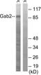 GRB2 Associated Binding Protein 2 antibody, LS-C198987, Lifespan Biosciences, Western Blot image 