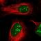 ASE-1 antibody, NBP1-90084, Novus Biologicals, Immunofluorescence image 