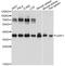 U2 Small Nuclear RNA Auxiliary Factor 1 antibody, A13166, ABclonal Technology, Western Blot image 