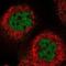 C16orf95 antibody, NBP1-91131, Novus Biologicals, Immunocytochemistry image 