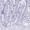 BPI Fold Containing Family A Member 2 antibody, HPA044006, Atlas Antibodies, Immunohistochemistry frozen image 