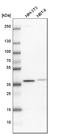 Core histone macro-H2A.2 antibody, HPA035865, Atlas Antibodies, Western Blot image 