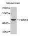 F-Box And WD Repeat Domain Containing 4 antibody, STJ110448, St John
