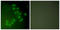 Tumor Protein P63 antibody, LS-B5252, Lifespan Biosciences, Immunofluorescence image 
