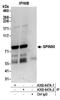 NCK Interacting Protein With SH3 Domain antibody, A302-647A, Bethyl Labs, Immunoprecipitation image 