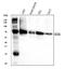 Folate transporter 1 antibody, A01679-1, Boster Biological Technology, Western Blot image 