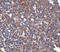 ORAI Calcium Release-Activated Calcium Modulator 1 antibody, LS-C144492, Lifespan Biosciences, Immunohistochemistry paraffin image 