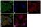 Wnt Family Member 4 antibody, MA5-24376, Invitrogen Antibodies, Immunofluorescence image 