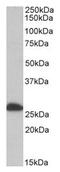 Electron transfer flavoprotein subunit beta antibody, AP21283PU-N, Origene, Western Blot image 
