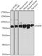 NF-kappa-B-repressing factor antibody, GTX66458, GeneTex, Western Blot image 