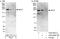 Regulatory Factor X7 antibody, A303-062A, Bethyl Labs, Western Blot image 