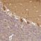 Protein LOC644249 antibody, NBP2-48843, Novus Biologicals, Immunohistochemistry paraffin image 