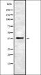 Ubiquitin C-terminal hydrolase UCH37 antibody, orb337102, Biorbyt, Western Blot image 