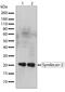 SDC2 antibody, 710183, Invitrogen Antibodies, Western Blot image 