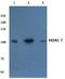 Histone Deacetylase 7 antibody, A01913-1, Boster Biological Technology, Western Blot image 