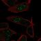 LKAAEAR Motif Containing 1 antibody, NBP2-49228, Novus Biologicals, Immunofluorescence image 