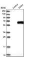 SGSH antibody, HPA023436, Atlas Antibodies, Western Blot image 