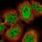 Cell Division Cycle 14A antibody, NBP1-84573, Novus Biologicals, Immunofluorescence image 