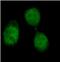 Histone H2A.x antibody, FNab10441, FineTest, Immunofluorescence image 