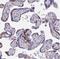 Isthmin 2 antibody, NBP1-82001, Novus Biologicals, Immunohistochemistry paraffin image 