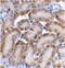 DFF40/CAD antibody, ADI-AAP-350-E, Enzo Life Sciences, Immunohistochemistry paraffin image 