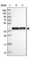 Heterogeneous nuclear ribonucleoprotein A/B antibody, NBP1-91999, Novus Biologicals, Western Blot image 