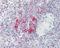 LITAF antibody, NBP1-32726, Novus Biologicals, Immunohistochemistry paraffin image 