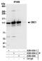Cell cycle and apoptosis regulator protein 2 antibody, A300-433A, Bethyl Labs, Immunoprecipitation image 