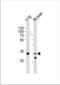 DNA-binding protein A antibody, TA324558, Origene, Western Blot image 