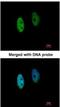 DENN Domain Containing 1B antibody, NBP1-32715, Novus Biologicals, Immunofluorescence image 