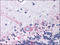 Prostaglandin E2 receptor EP3 subtype antibody, AP07120PU-N, Origene, Immunohistochemistry frozen image 