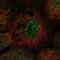 Nocturnin antibody, NBP2-37939, Novus Biologicals, Immunocytochemistry image 