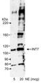Integrator Complex Subunit 7 antibody, A300-271A, Bethyl Labs, Western Blot image 