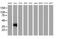 V-Set And Immunoglobulin Domain Containing 2 antibody, MA5-25340, Invitrogen Antibodies, Western Blot image 