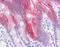 Keratin 20 antibody, 51-583, ProSci, Immunohistochemistry frozen image 