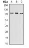 PR/SET Domain 6 antibody, abx141550, Abbexa, Western Blot image 