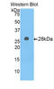 Alpha-1-B glycoprotein antibody, LS-C292729, Lifespan Biosciences, Western Blot image 