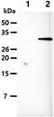 Ubiquitin Conjugating Enzyme E2 S antibody, MBS200167, MyBioSource, Western Blot image 