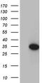Cyclin-dependent kinase 2-interacting protein antibody, TA812289, Origene, Western Blot image 