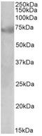 Cyclin D Binding Myb Like Transcription Factor 1 antibody, AP32949PU-N, Origene, Western Blot image 