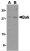 BCL2 Antagonist/Killer 1 antibody, 3347, ProSci Inc, Western Blot image 