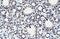 Autoimmune Regulator antibody, 27-661, ProSci, Immunohistochemistry frozen image 