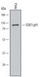 Signal Transducer And Activator Of Transcription 1 antibody, PAF-ST1, R&D Systems, Immunoprecipitation image 