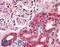 Calreticulin antibody, LS-B9387, Lifespan Biosciences, Immunohistochemistry frozen image 