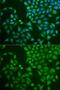 Pancreatic Lipase antibody, GTX33384, GeneTex, Immunofluorescence image 